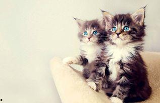 娱乐吃瓜酱小猫被薅起来,薅猫事件背后的真相